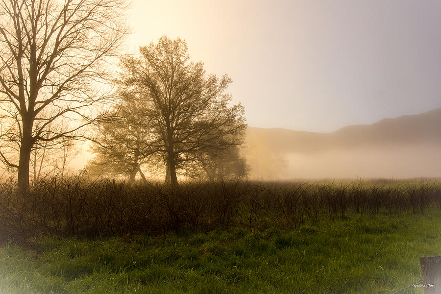 Misty Morning Photograph by Rebecca Hiatt