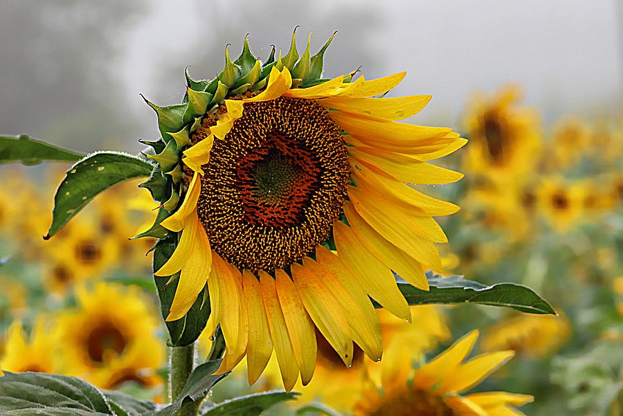 Misty Morning Sunflower Photograph by Karen McKenzie McAdoo