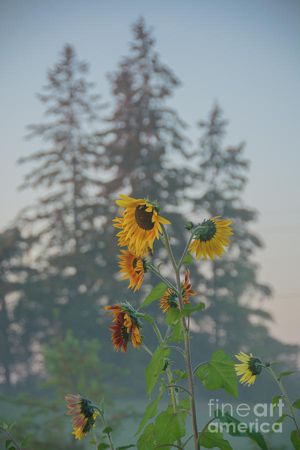 Misty Morning Sunflowers Photograph by Cheryl Baxter
