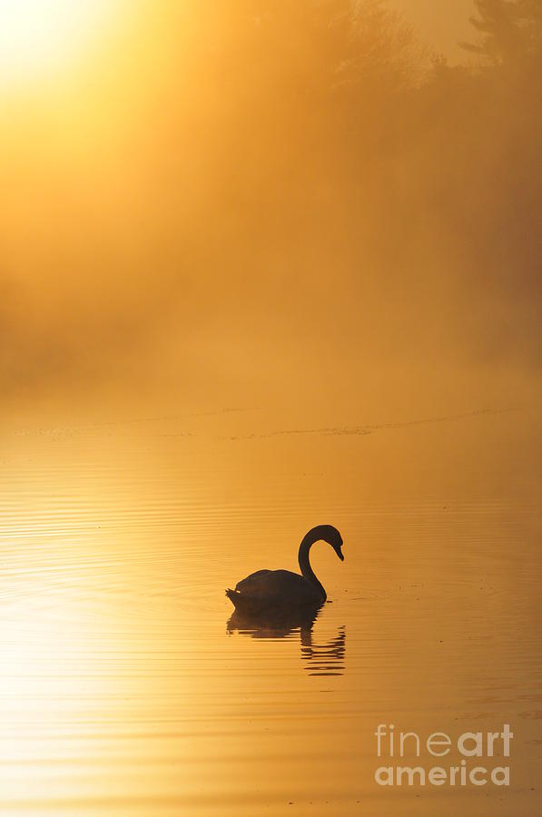 Misty Morning Swim Photograph by Catherine Reusch Daley