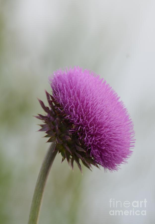 Nature Photograph - Misty Morning Thistle by Maria Urso