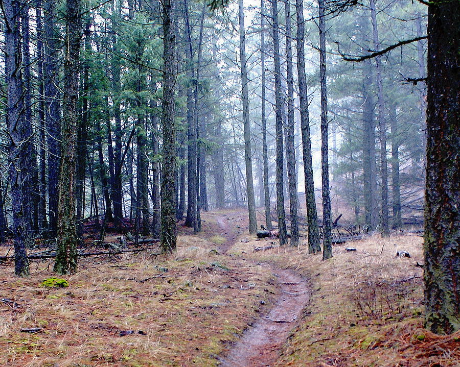 Misty Morning Trail in the Woods Photograph by Ben Upham III