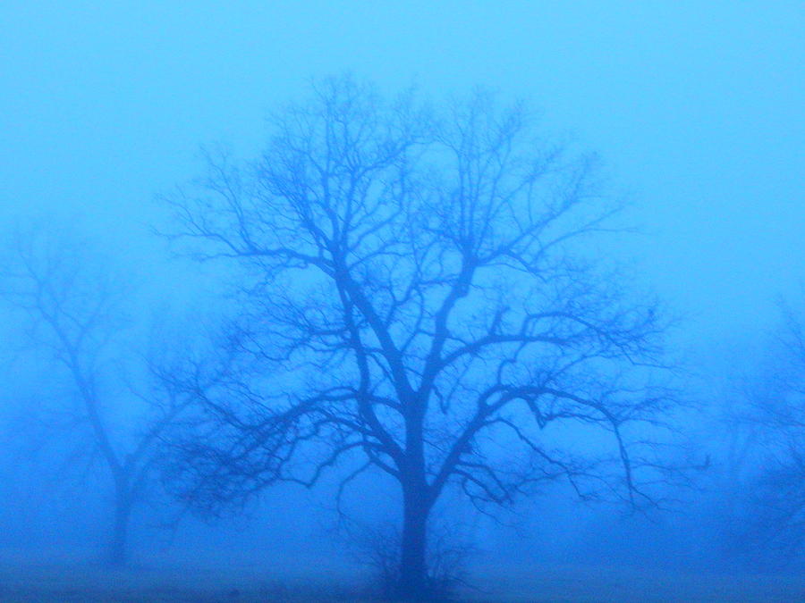 Misty Morning Photograph by Virginia White
