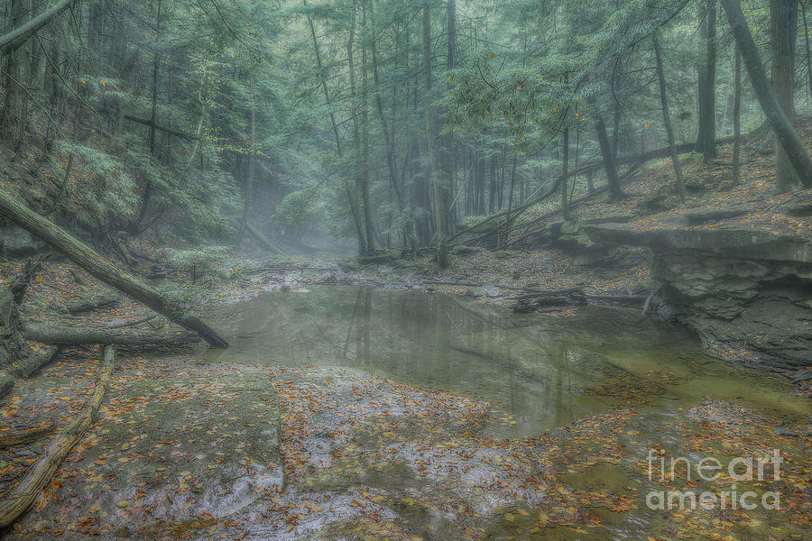 Misty Morning Woodscape Five Digital Art