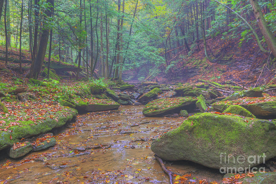 Fall Digital Art - Misty Morning Woodscape One by Randy Steele