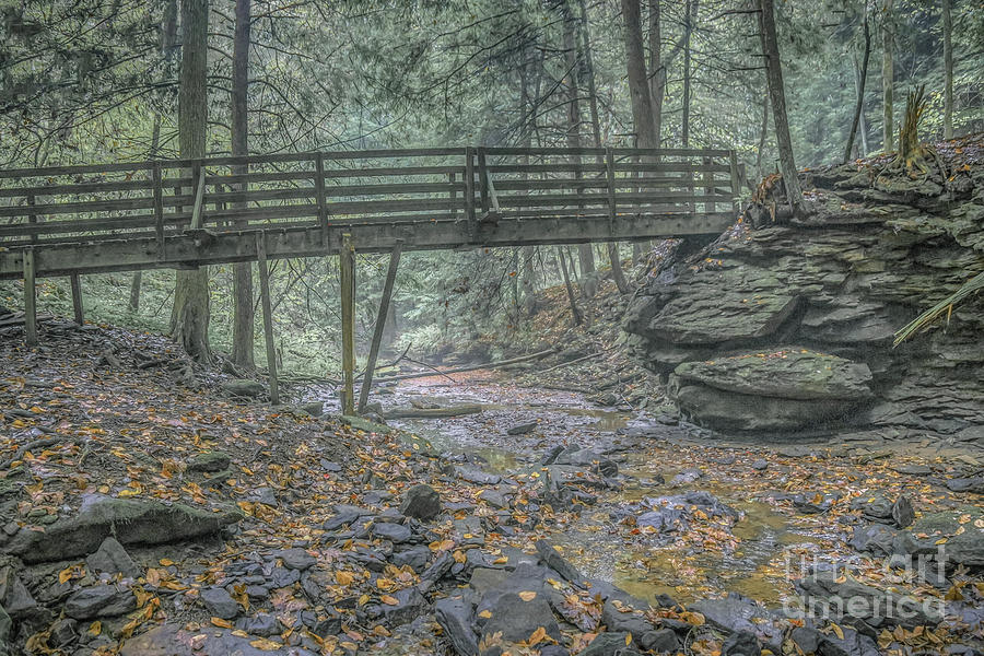 Misty Morning Woodscape Three Digital Art by Randy Steele