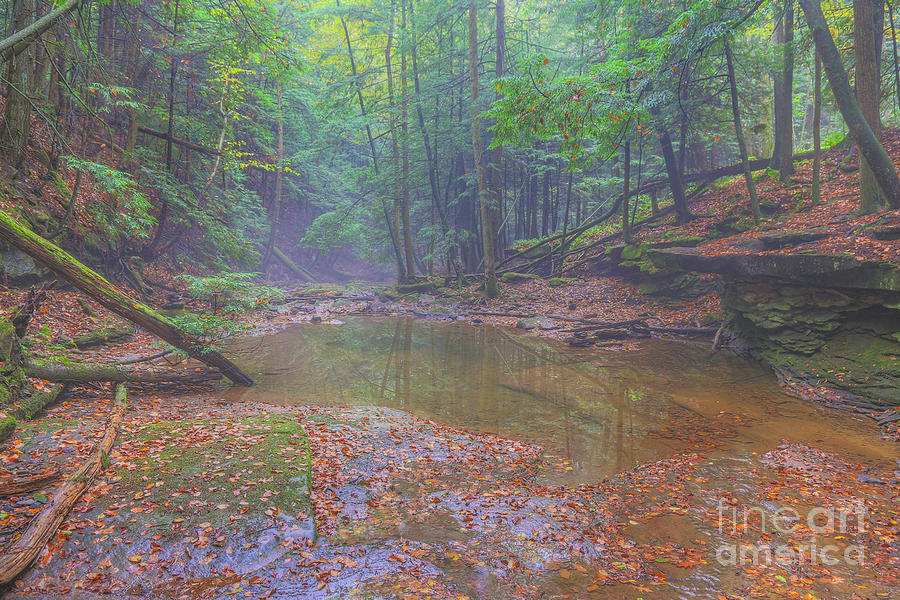 Misty Morning Woodscape Two Digital Art by Randy Steele