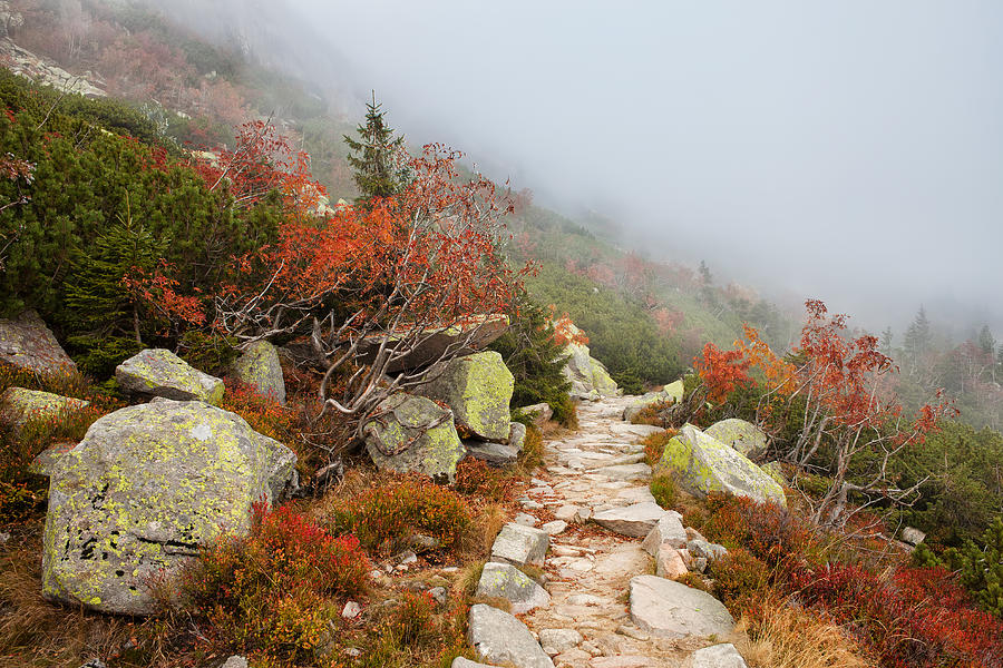 Misty Mountain Path Photograph by Artur Bogacki