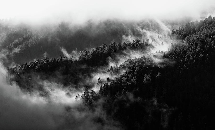 Misty Mountain Pines Photograph by Michael Hope