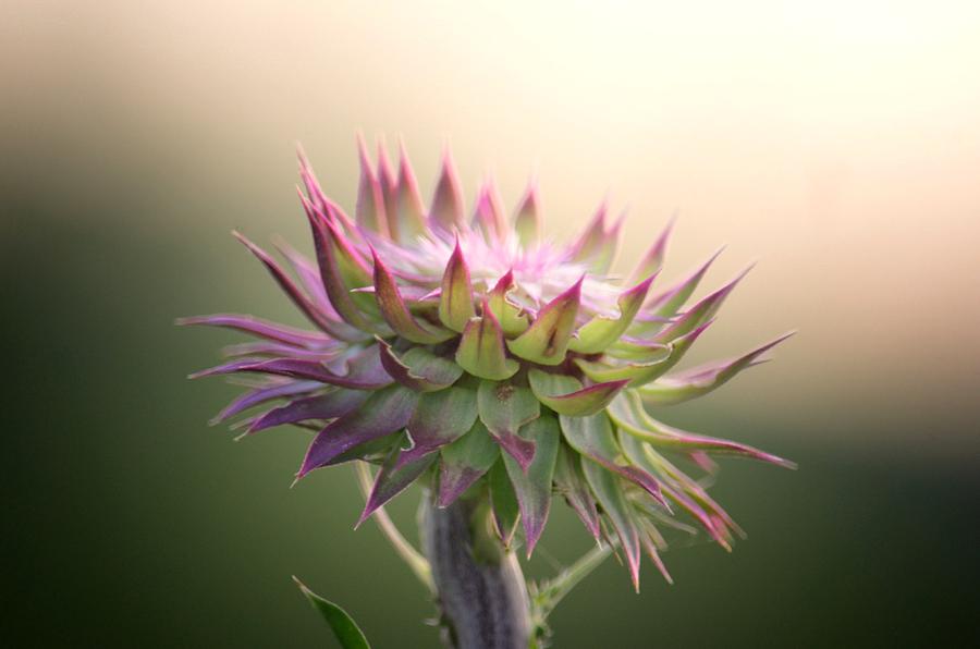 Misty Mountain Thistle Photograph by Maria Urso