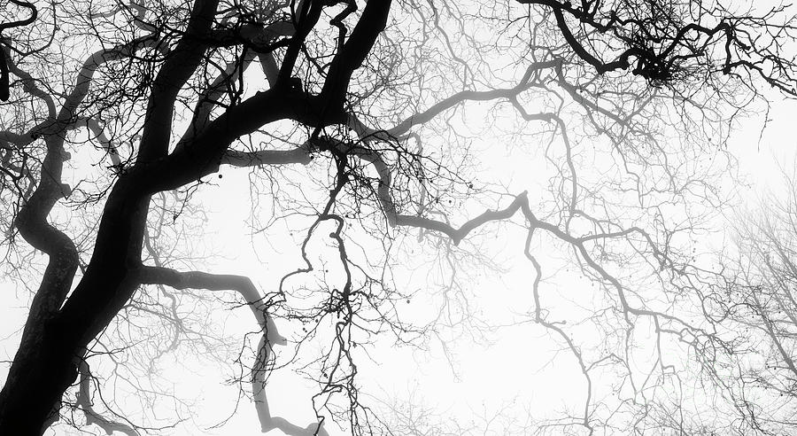 Misty Oak Photograph by Tim Gainey
