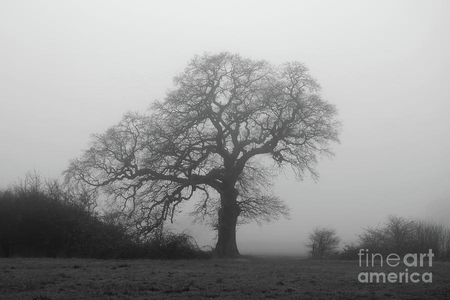 Misty oak tree Photograph by Julia Gavin