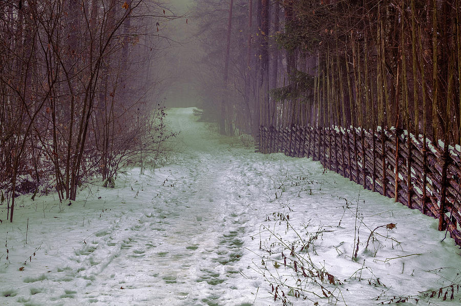 Misty Path #e5 Photograph by Leif Sohlman