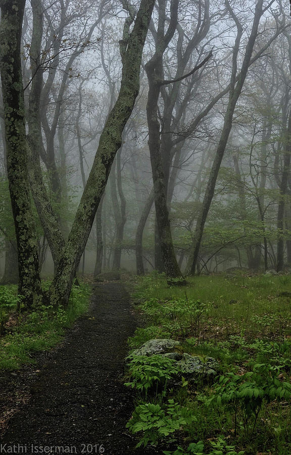 Misty Path Photograph by Kathi Isserman