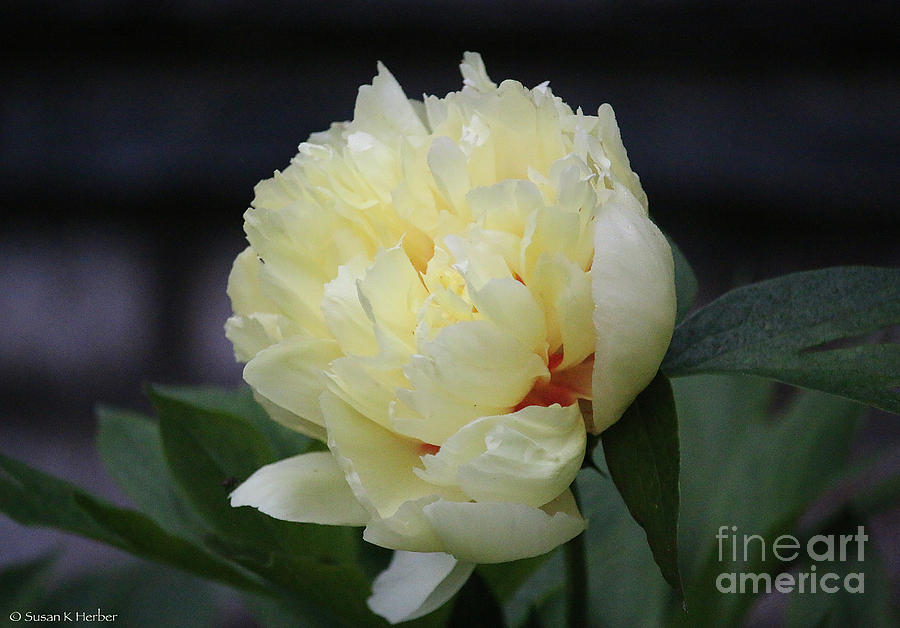Misty Peony Photograph by Susan Herber