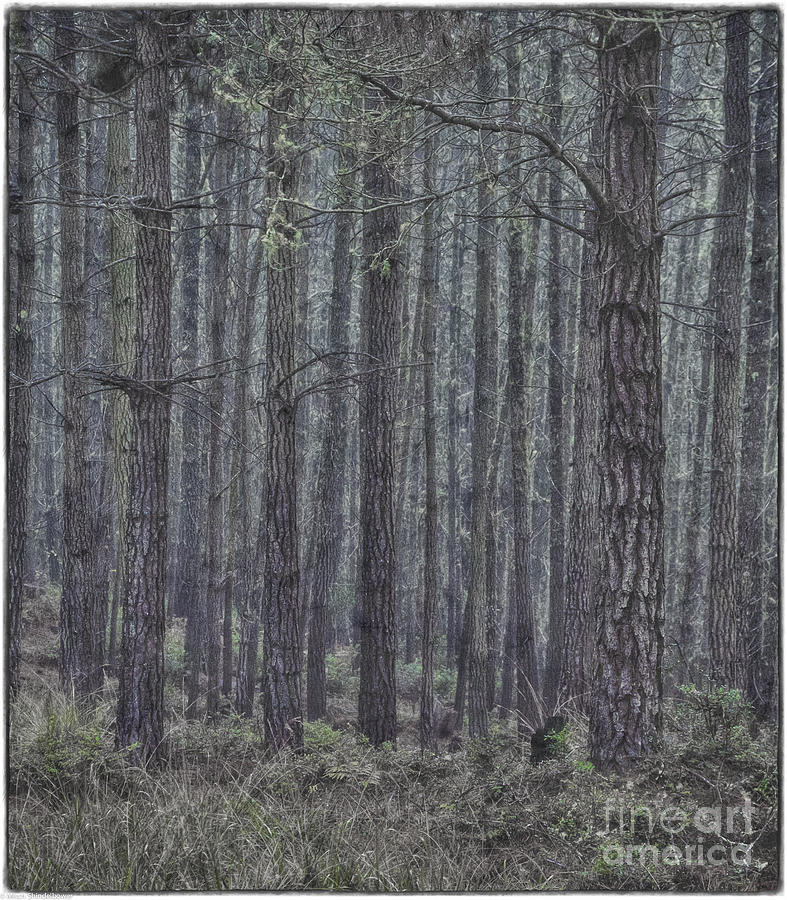 Misty Pines Photograph by Mitch Shindelbower