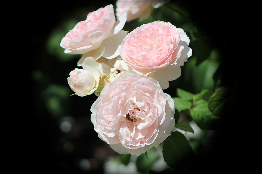 Misty Pink Cabbage Roses Vignette Photograph by Colleen Cornelius