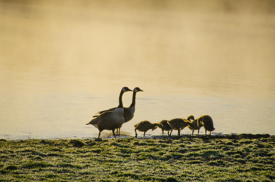 Misty Pond and a Geese Family Photograph by Bill Cannon