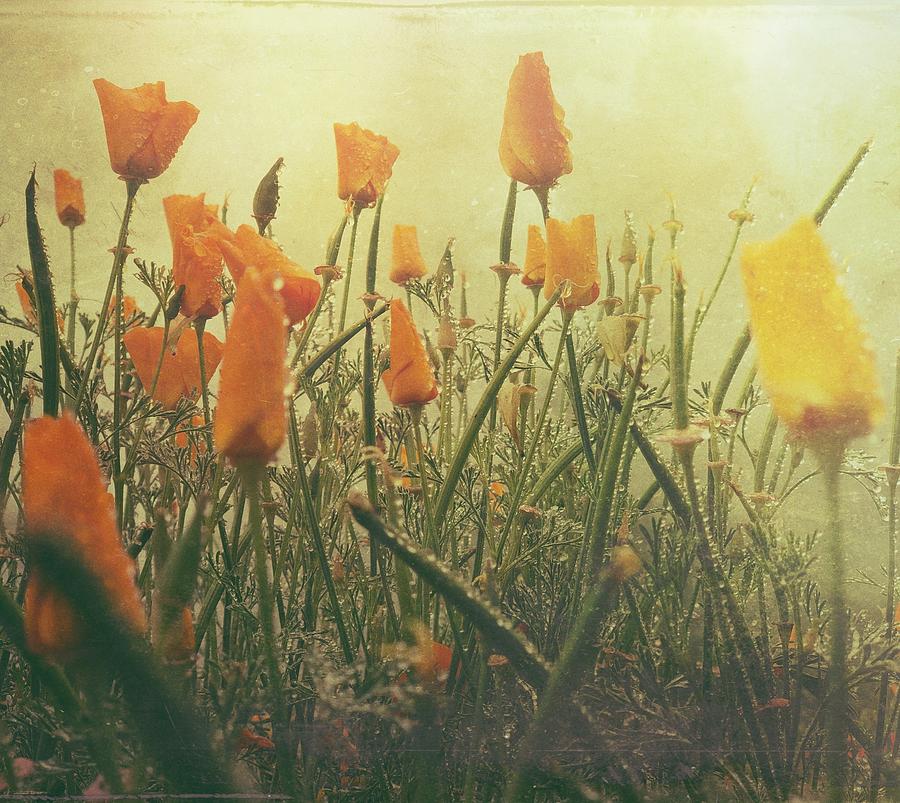 Misty Poppies Digital Art by Kevyn Bashore