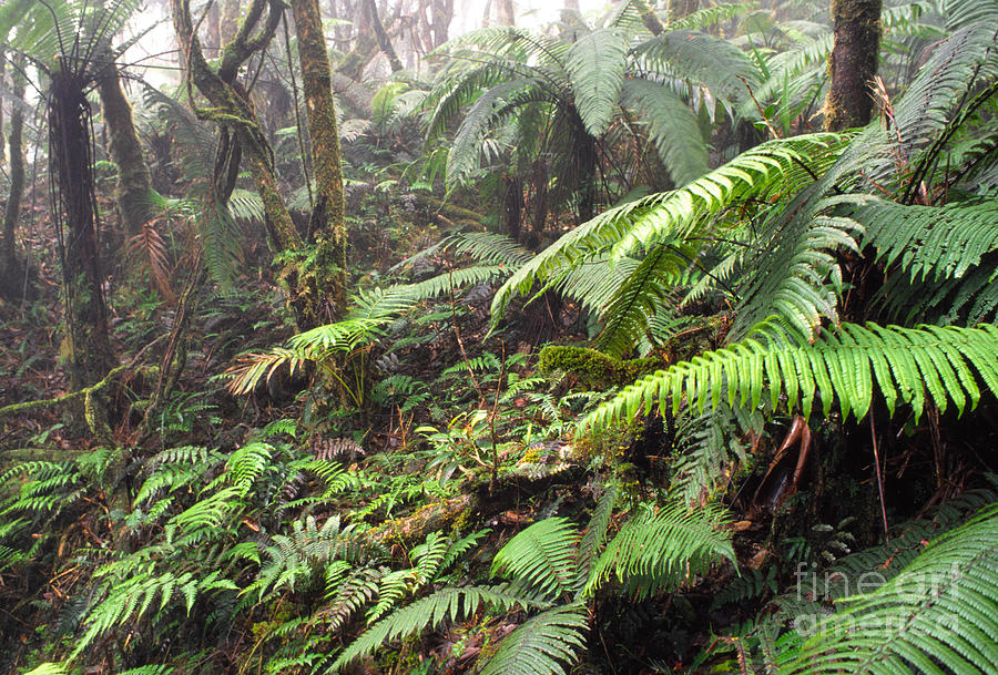Misty Rainforest El Yunque Photograph by Thomas R Fletcher