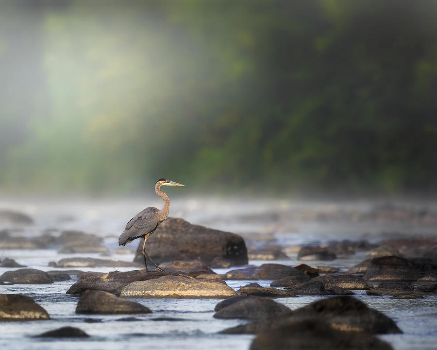 Misty River Morning Photograph by Bill Wakeley