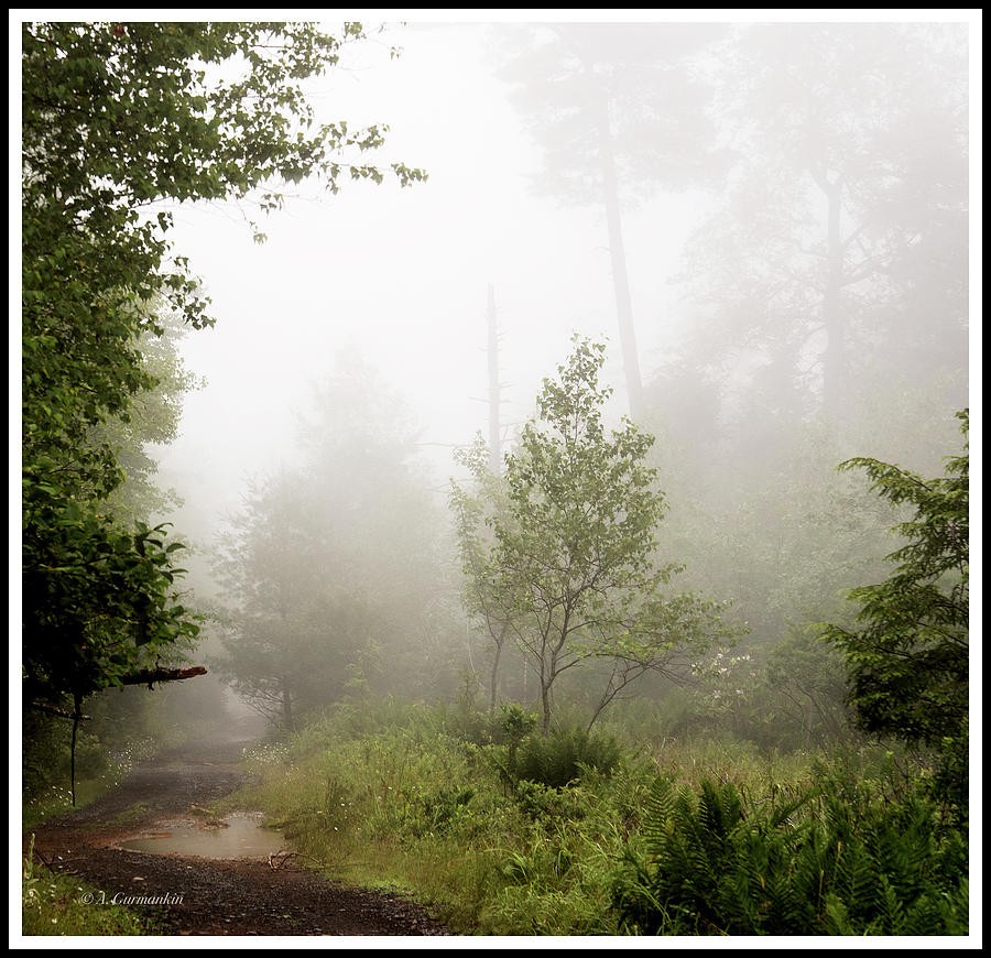 Tree Photograph - Misty Road at Forest Edge, Pocono Mountains, Pennsylvania by A Macarthur Gurmankin