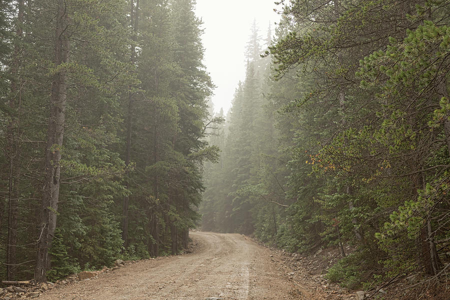 Misty Road Photograph by James BO Insogna