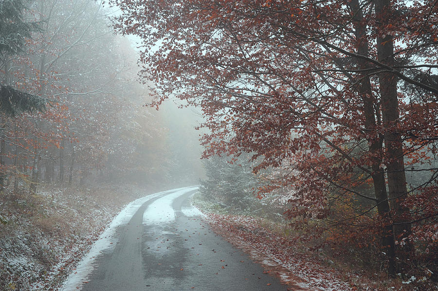 Misty Road. Series In Mysterious Woods Photograph by Jenny Rainbow