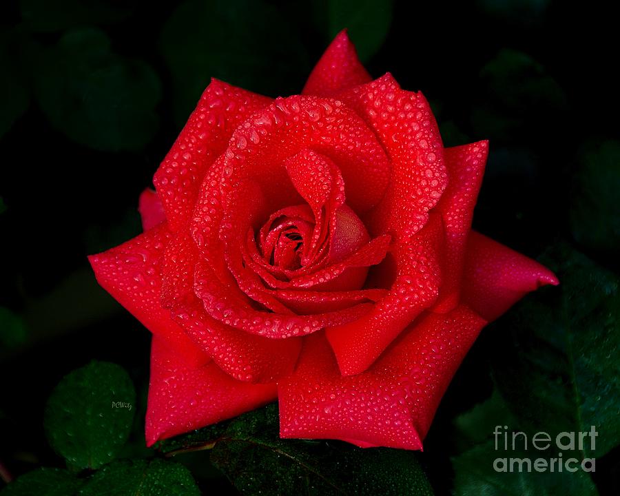 Nature Photograph - Misty Red Red Rose by Patrick Witz