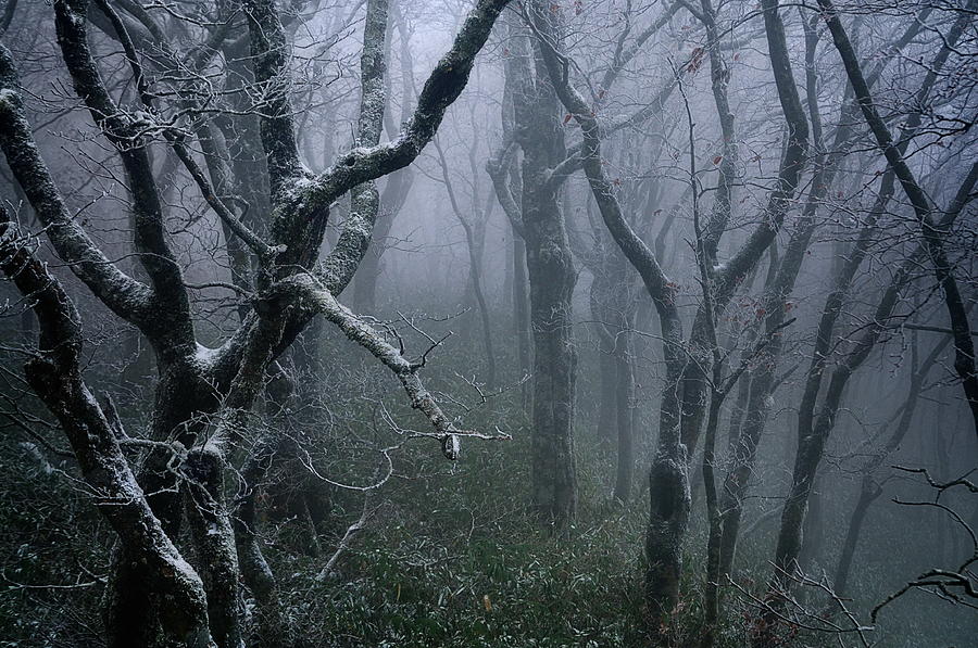 Misty Photograph by Sho Shibata