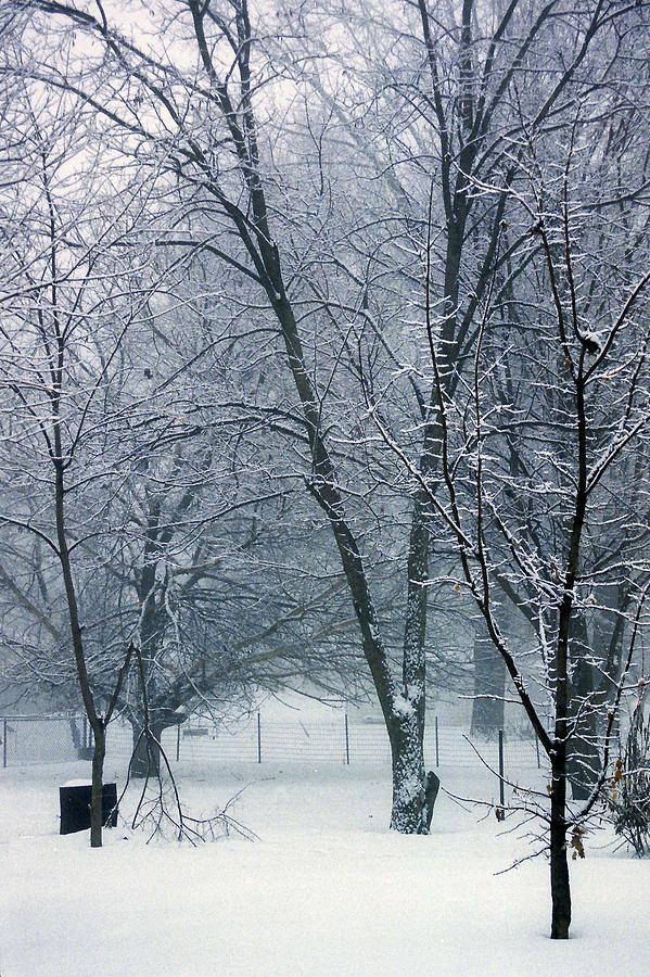 Misty Snowy Trees Photograph by William Gerber - Fine Art America