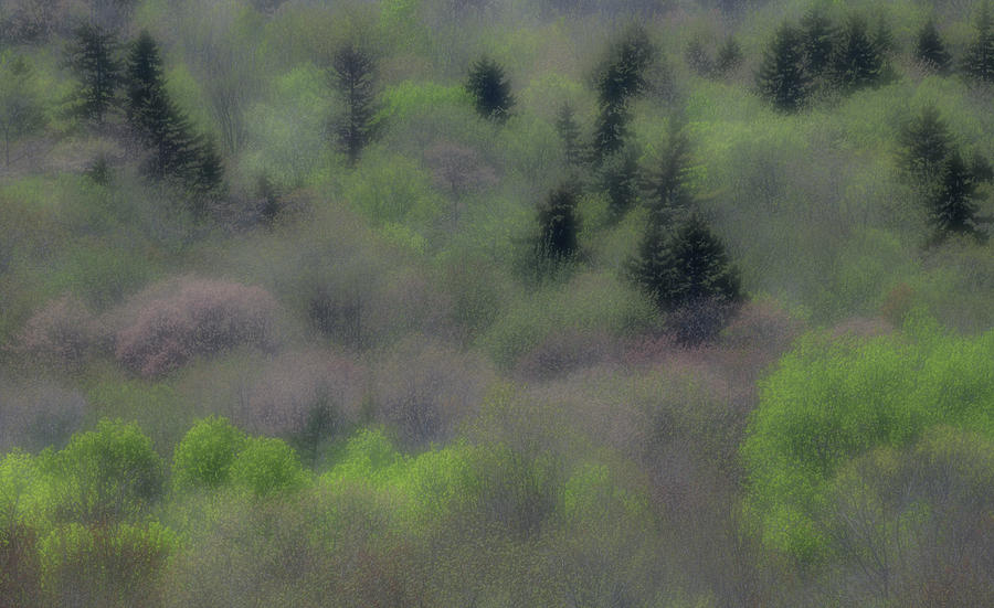 Misty Spring Forest Photograph by Irwin Barrett