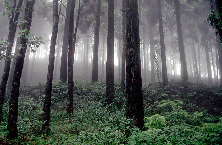 Nature Photograph - Misty by Subhankar Bhaduri
