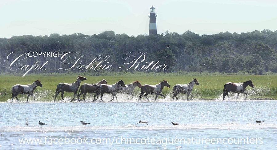 Wild Horses Photograph - Misty Summer Sockett By the Lighthouse by Captain Debbie Ritter