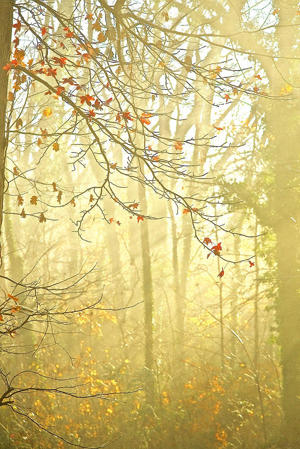 Nature Photograph - Misty Sunlight by Gwendolyn Christopher