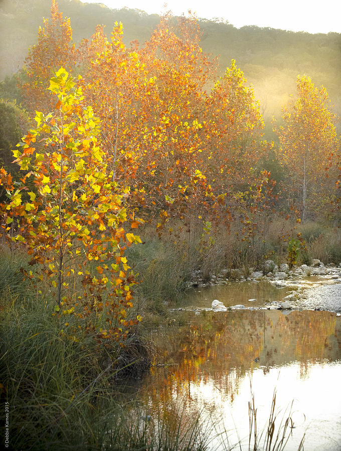 Fall Photograph - Misty Sunrise at Lost Maples State Park by Debbie Karnes