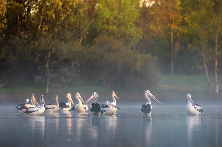 Misty Sunrise Photograph by Diana Andersen