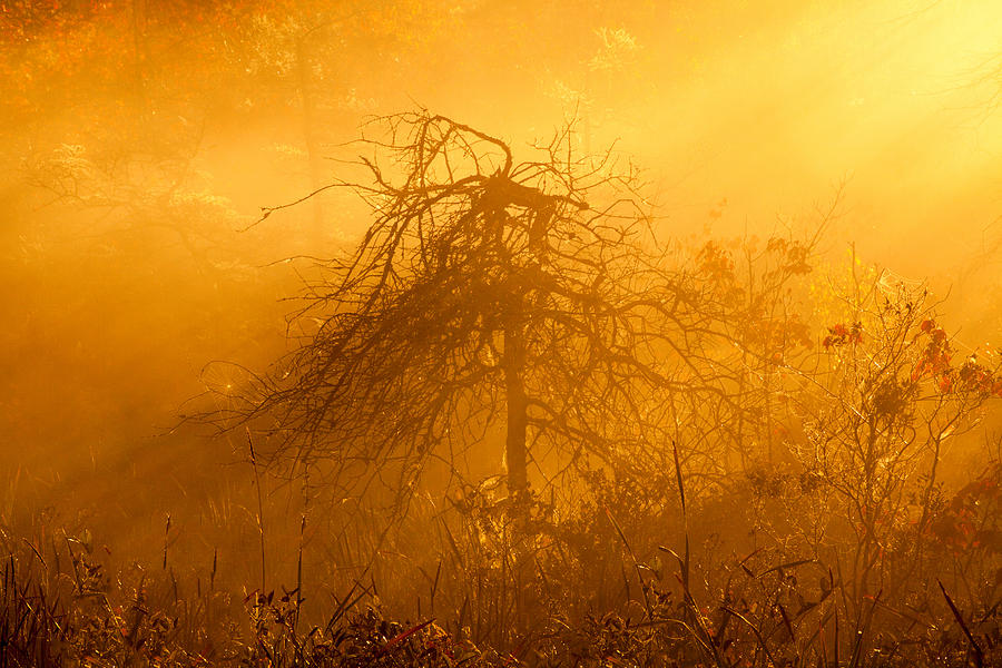 Fall Photograph - Misty Swamp Sunrise by Irwin Barrett