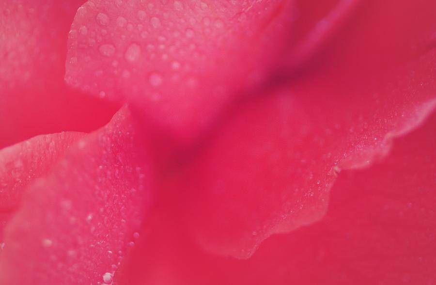 Misty Sweet Rose Photograph by The Art Of Marilyn Ridoutt-Greene