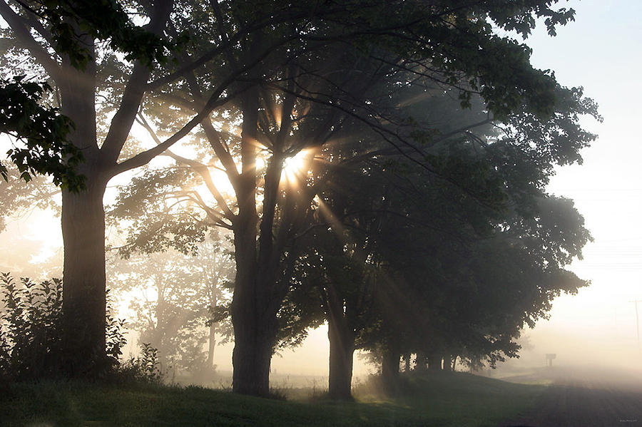 Tree Photograph - Misty Texas morning by Evelyn Patrick