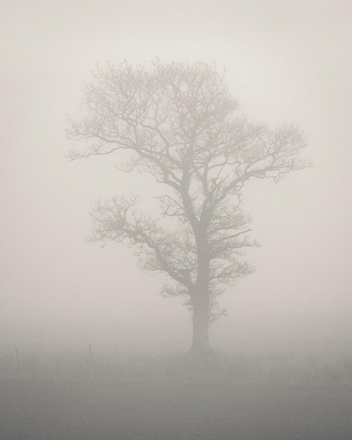 Landscape Photograph - Misty Tree by Dave Bowman Landscape Photograph - Misty Tree by Dave Bowman