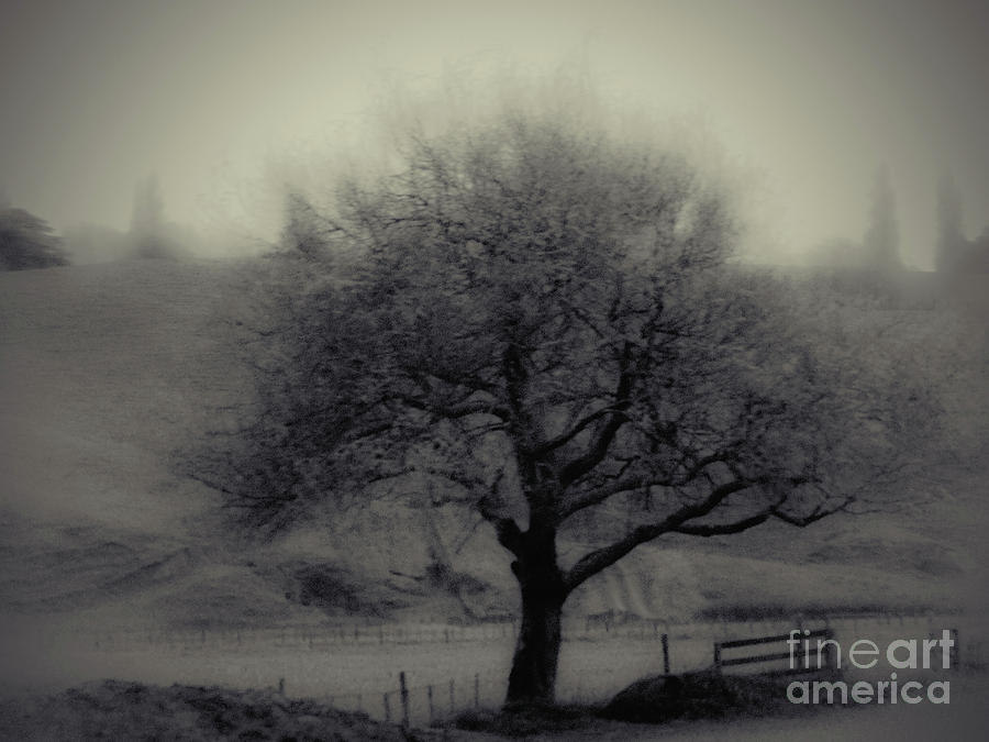 Misty Tree Photograph by Karen Lewis