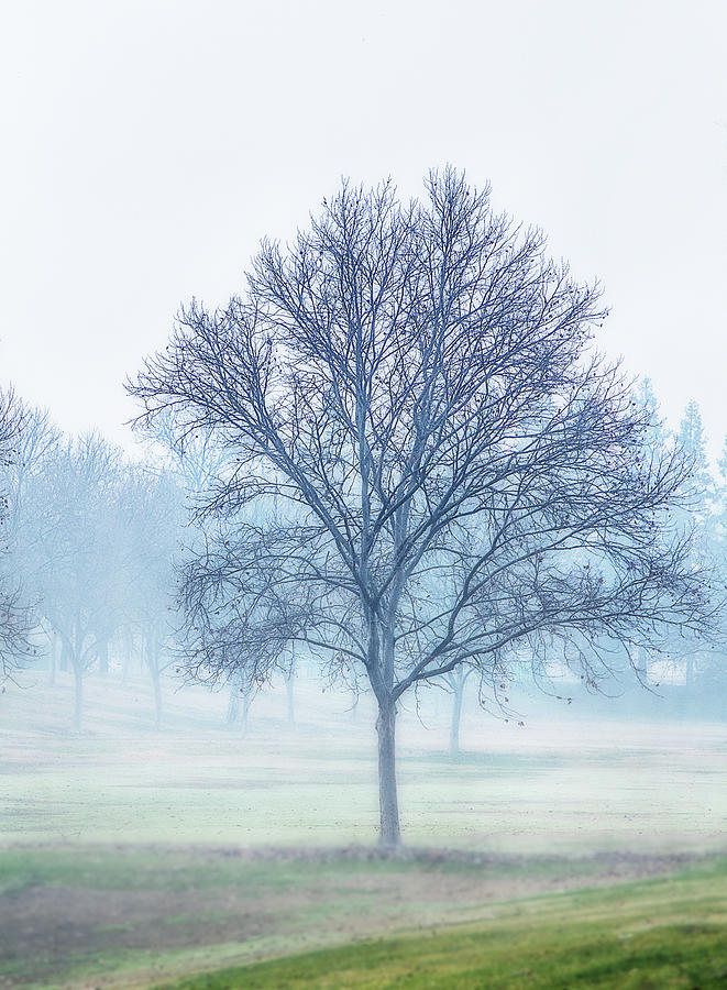 Misty Tree Digital Art by Terry Davis