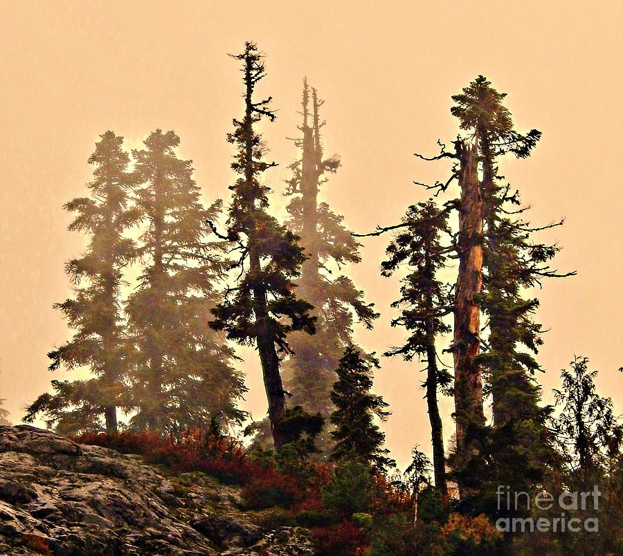 Misty Trees Photograph by Sandra Peery