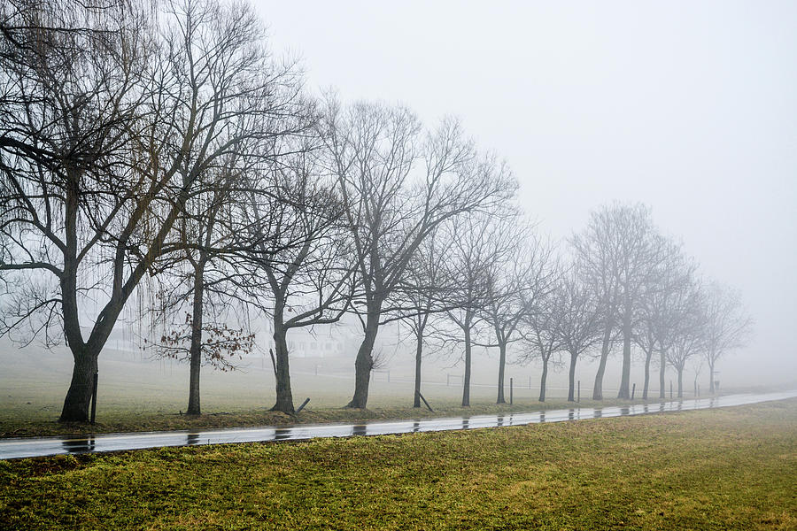 Misty Trees Photograph by Tana Reiff