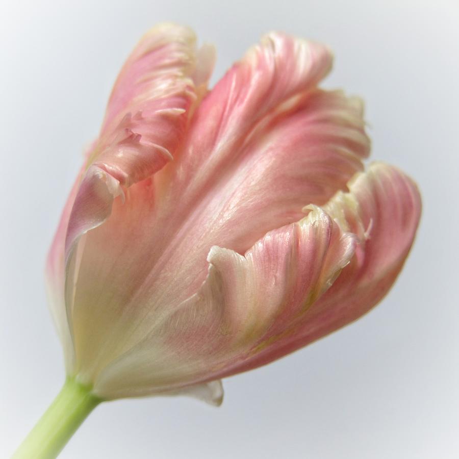 Misty Tulip Photograph by Per Lidvall