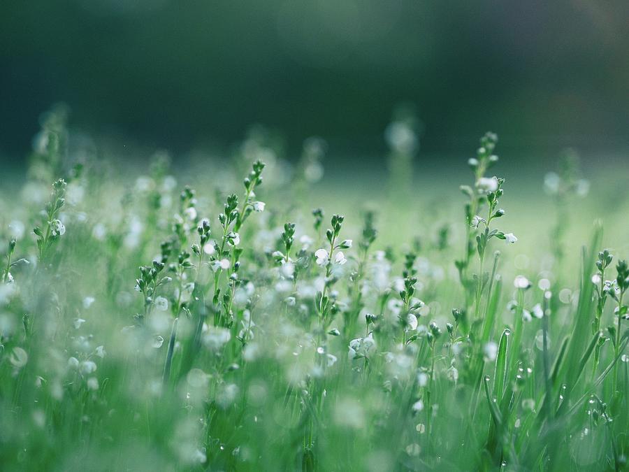 Misty view of dew on wild plants in the meadow Photograph by Artpics ...