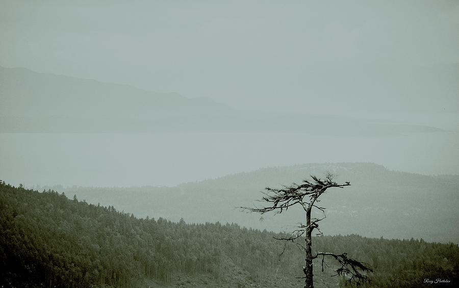 Misty View Photograph by Roxy Hurtubise