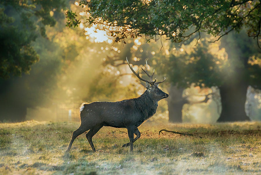 Deer Photograph - Misty Walk by Scott Carruthers