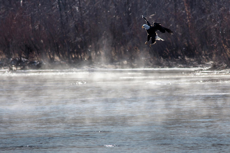 Misty Water Eagle Photograph by Randy Scherkenbach